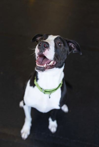 Phoenix, an adoptable Pit Bull Terrier in Ipswich, MA_image-1