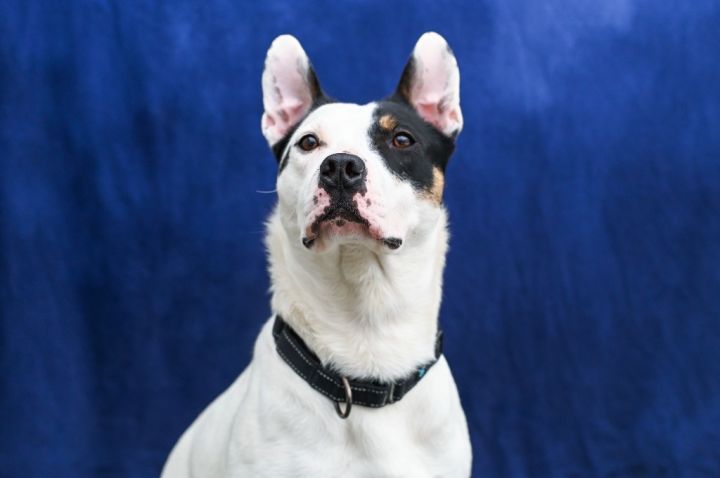 Phoenix, an adoptable Border Collie & Pit Bull Terrier Mix in Gloversville, NY_image-1