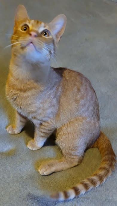 Garfield, an adoptable Bengal & American Shorthair Mix in Austin, TX_image-4