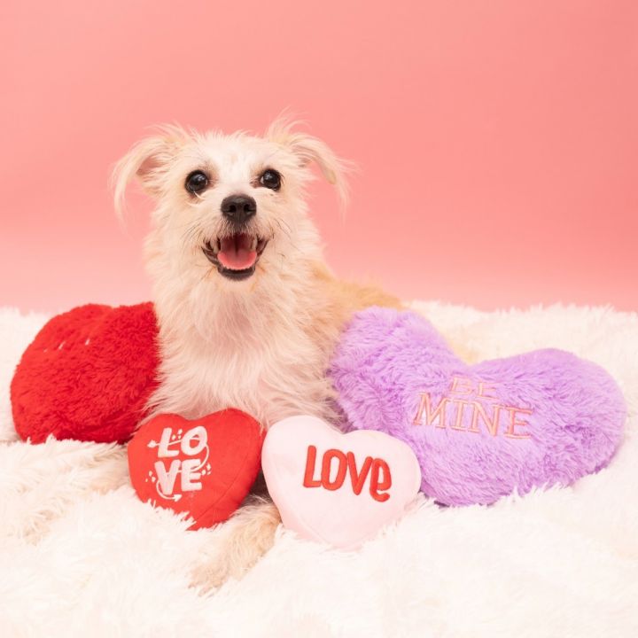 Butter, an adoptable Terrier in Los Angeles, CA_image-1