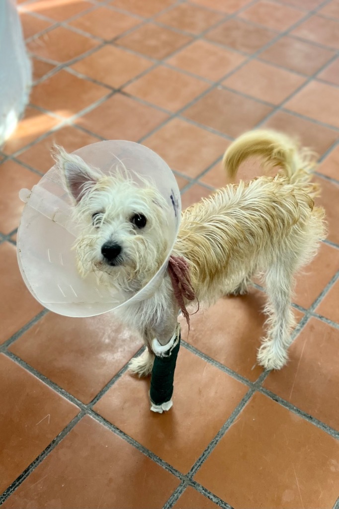 Butter, an adoptable Terrier in Los Angeles, CA_image-2