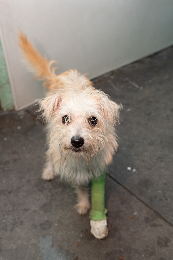 Butter, an adoptable Terrier in Los Angeles, CA_image-3