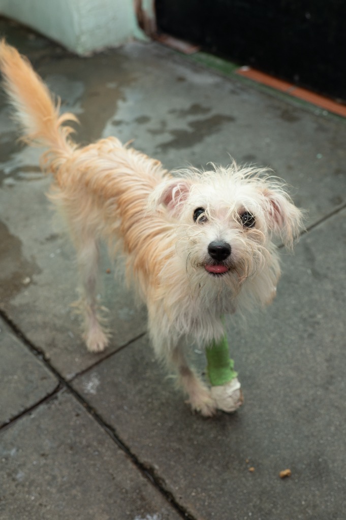 Butter, an adoptable Terrier in Los Angeles, CA_image-4