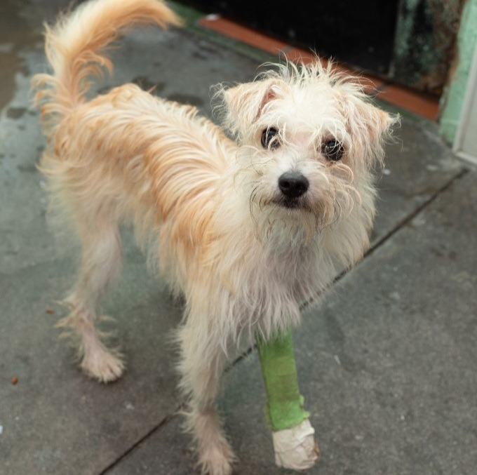 Butter, an adoptable Terrier in Los Angeles, CA_image-6