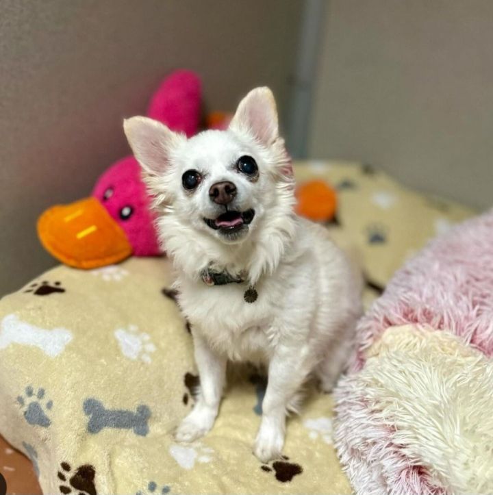Ria, an adoptable Pomeranian & Chihuahua Mix in Los Angeles, CA_image-1