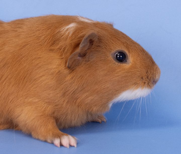 Kelce (ID 41240/385), an adopted Guinea Pig in Manassas, VA_image-1