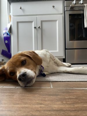 PECAN Beagle Dog