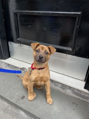 Sharpei Mix 9 weeks 4lbs as of 21724 Spayed Expected to Be about 40lbs 