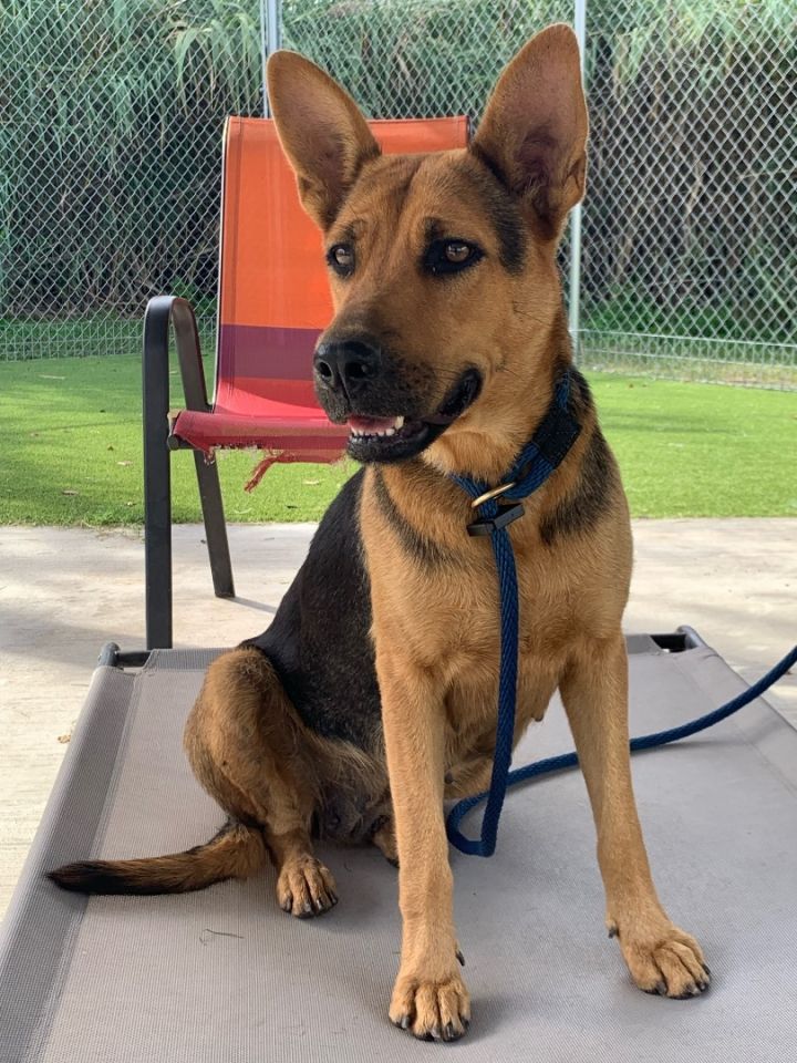 Aiona, an adoptable German Shepherd Dog Mix in Houston, TX_image-1
