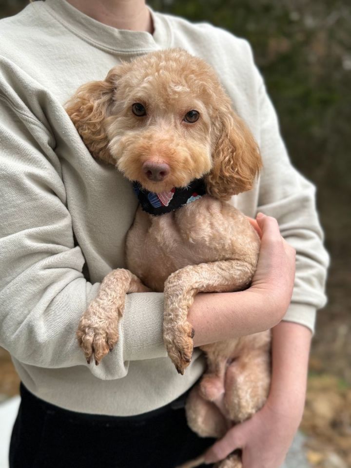 Petfinder hotsell miniature poodle