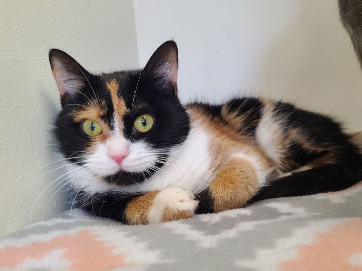 Celeste, an adoptable Domestic Short Hair & Calico Mix in Hornell, NY_image-1