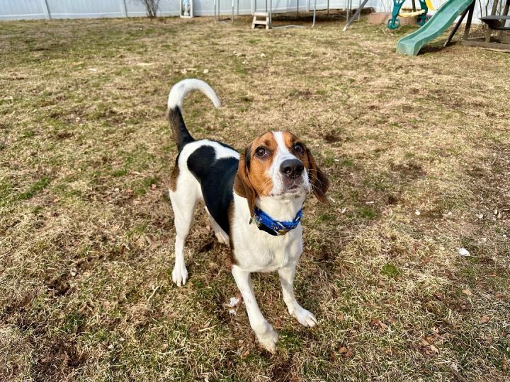 Dunkin, an adoptable Coonhound & Beagle Mix in Wayne, NJ_image-2