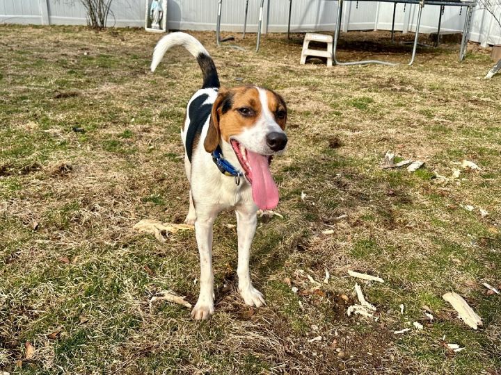 Dunkin, an adoptable Coonhound & Beagle Mix in Wayne, NJ_image-4
