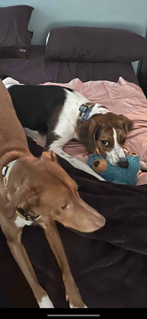 Dunkin, an adoptable Coonhound & Beagle Mix in Wayne, NJ_image-5