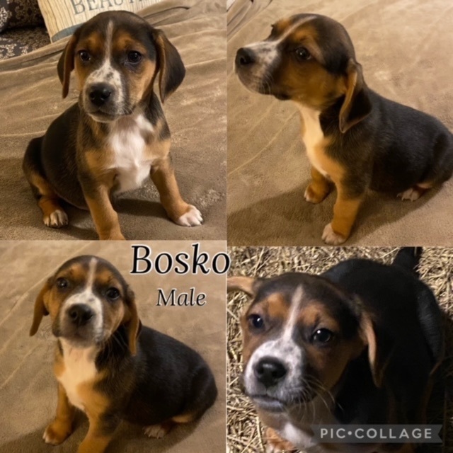Bosko, an adopted Beagle in Manchester, CT_image-1
