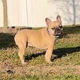 Spike, an adoptable French Bulldog in LEHIGH ACRES, FL_image-2