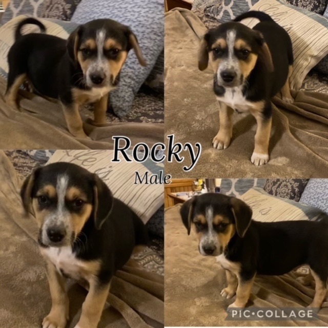 Rocky  1