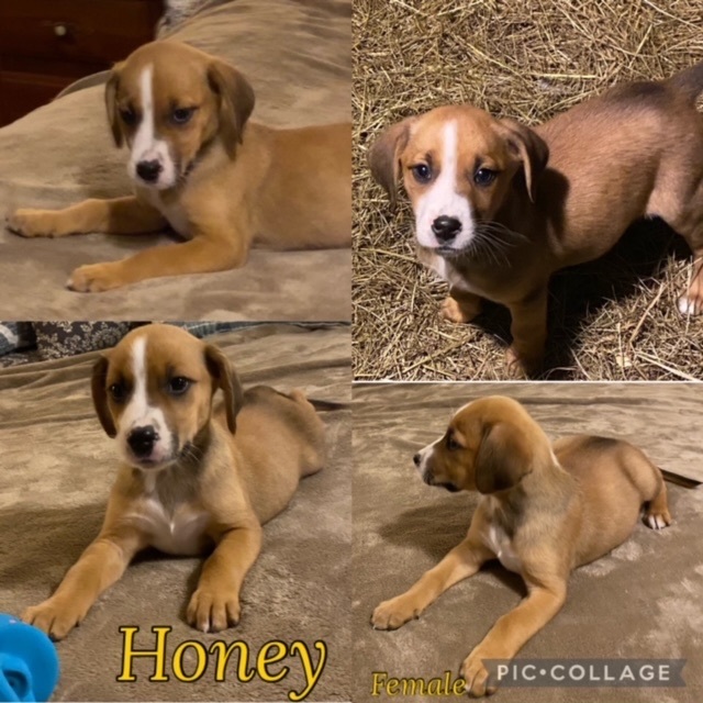 Honey, an adopted Beagle in Manchester, CT_image-1