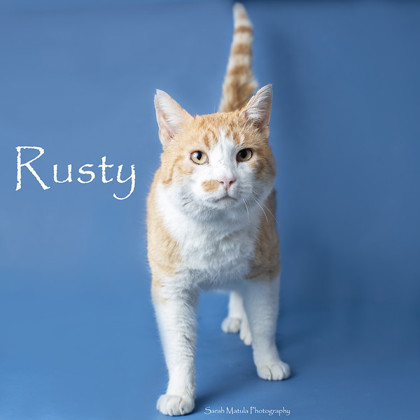 Rusty, an adoptable Domestic Short Hair in Ruidoso, NM_image-1