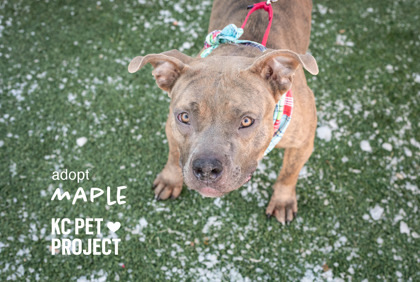 Maple, an adoptable Pit Bull Terrier Mix in Kansas City, MO_image-1