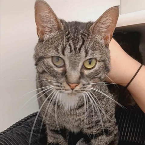 Geyser, an adoptable Domestic Short Hair in Wichita, KS, 67278 | Photo Image 1