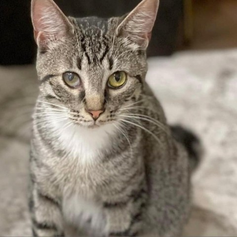 Geyser, an adoptable Domestic Short Hair in Wichita, KS, 67278 | Photo Image 2