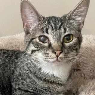 Geyser, an adoptable Domestic Short Hair in Wichita, KS, 67278 | Photo Image 3