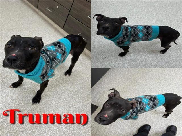 TRUMAN, an adoptable Pit Bull Terrier, Mixed Breed in Saginaw, MI, 48602 | Photo Image 1