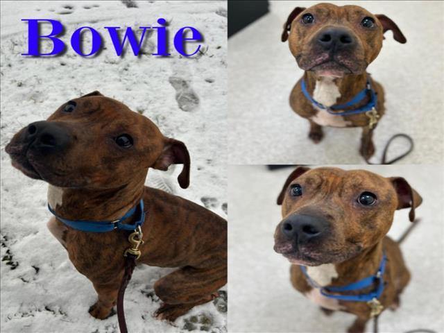 BOWIE, an adoptable Pit Bull Terrier in Saginaw, MI, 48602 | Photo Image 1