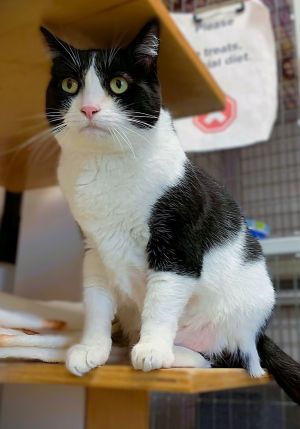 Luna, Adult Female Domestic Short Hair