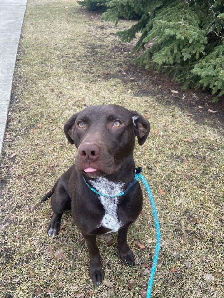 Chocolate black hotsell lab mix