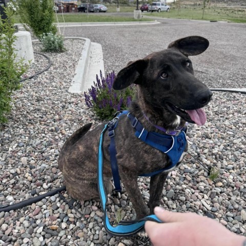 Theodora, an adoptable Dutch Shepherd, Plott Hound in Rifle, CO, 81650 | Photo Image 1