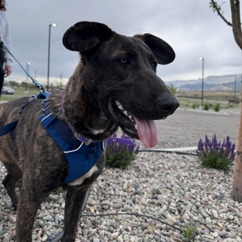 Theodora, an adoptable Pit Bull Terrier, Plott Hound in Rifle, CO, 81650 | Photo Image 2