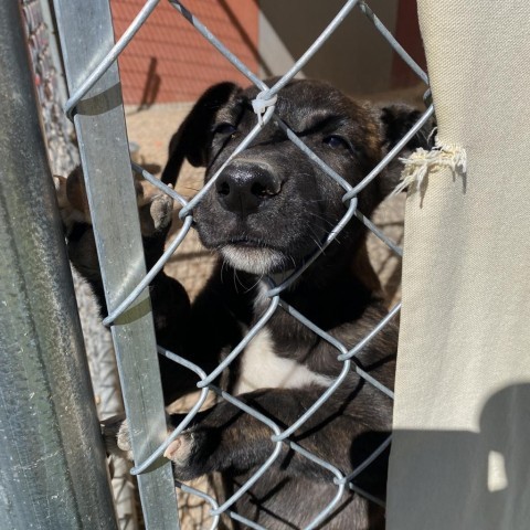 Theodora, an adoptable Dutch Shepherd, Plott Hound in Rifle, CO, 81650 | Photo Image 2