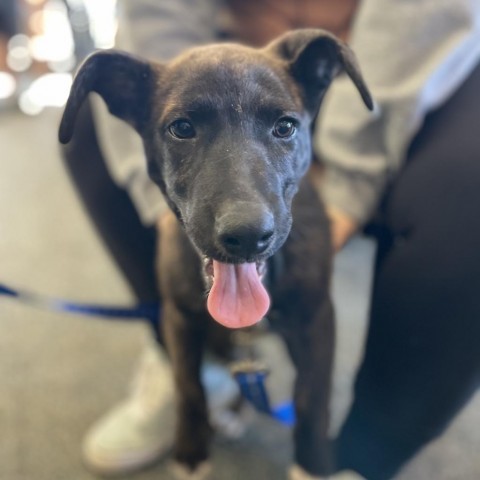 Theodora, an adoptable Dutch Shepherd, Plott Hound in Rifle, CO, 81650 | Photo Image 4