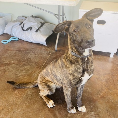Theodora, an adoptable Pit Bull Terrier, Plott Hound in Rifle, CO, 81650 | Photo Image 5