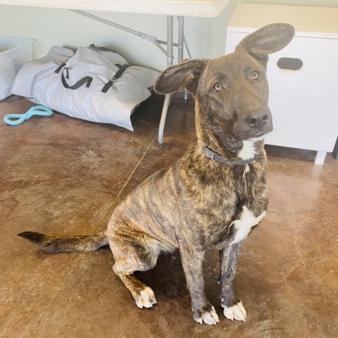 Theodora, an adoptable Dutch Shepherd, Plott Hound in Rifle, CO, 81650 | Photo Image 5