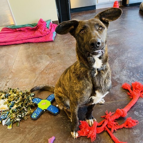 Theodora, an adoptable Dutch Shepherd, Plott Hound in Rifle, CO, 81650 | Photo Image 6