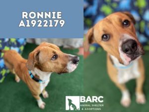 Remarkable Ronnie is a 2-year-old 55lb lab mix Ronnie is so sweet Though he i