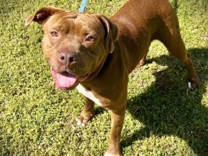 VIOLET American Staffordshire Terrier Dog