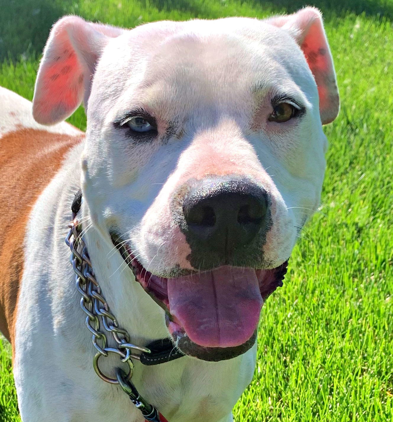 Duchess - (Adoption Sponsored), an adoptable Pit Bull Terrier in Emmett, ID, 83617 | Photo Image 1