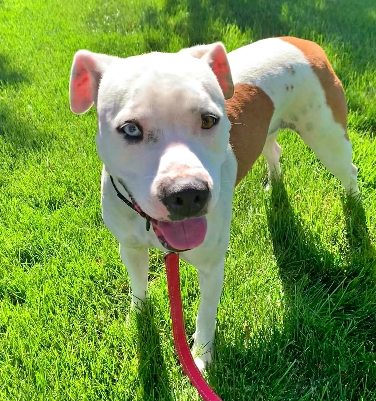 Duchess - (Adoption Sponsored), an adoptable Pit Bull Terrier in Emmett, ID, 83617 | Photo Image 2