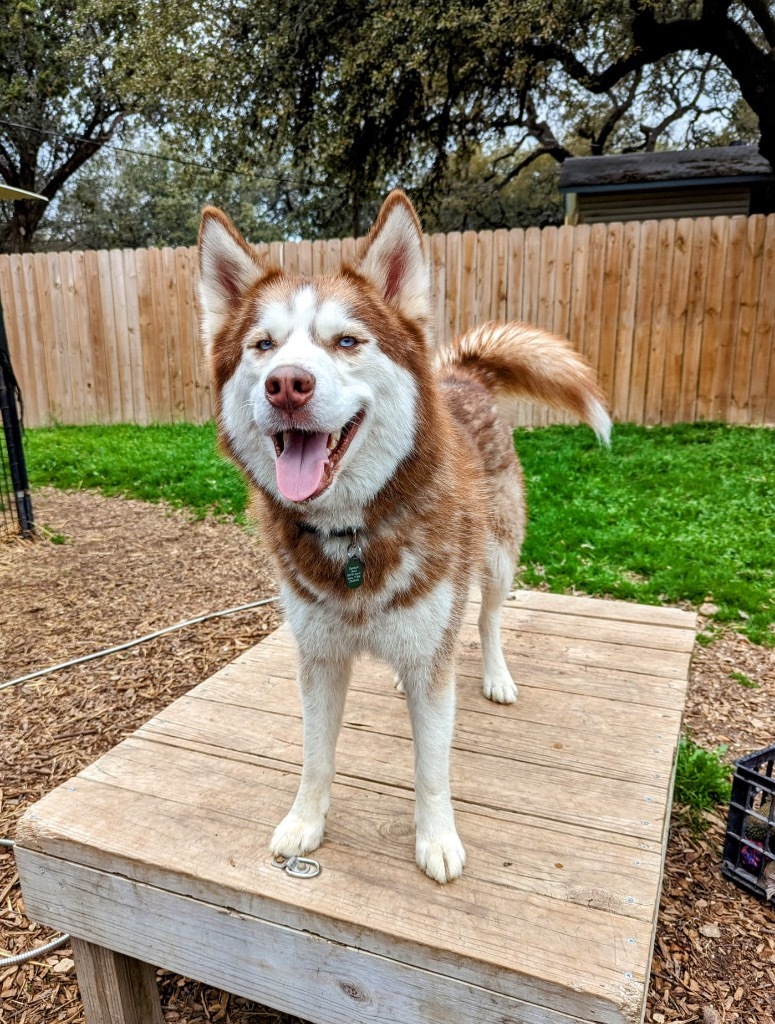 Dog for adoption Ringo, a Husky in Bothell, WA Petfinder
