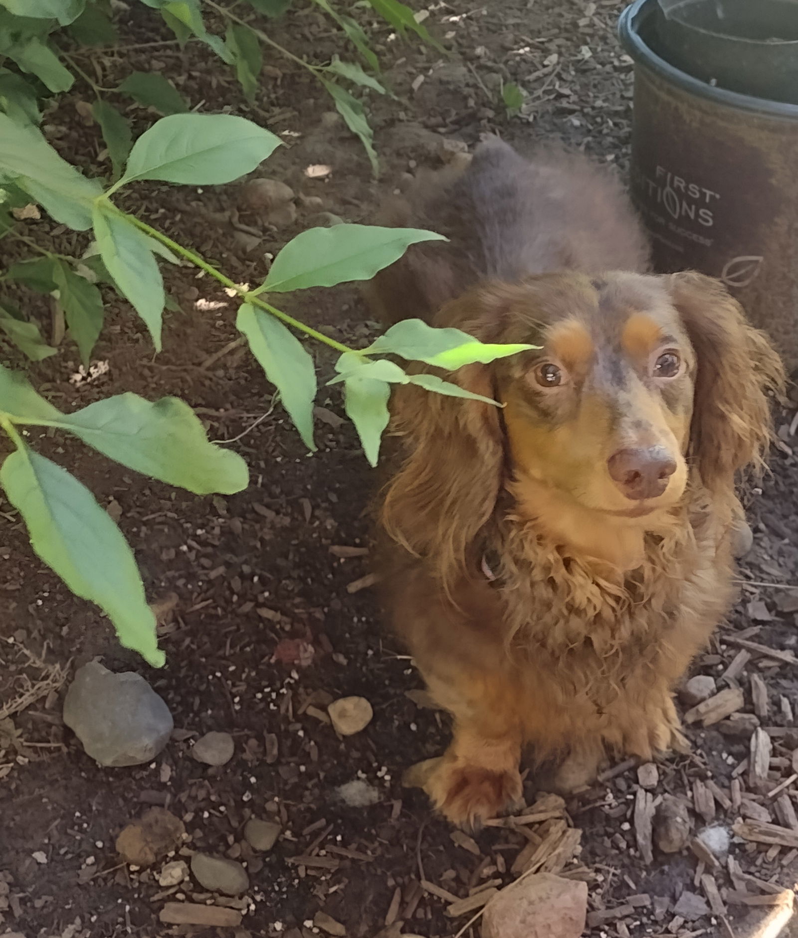 Joey, an adoptable Dachshund in Sioux Falls, SD, 57101 | Photo Image 1