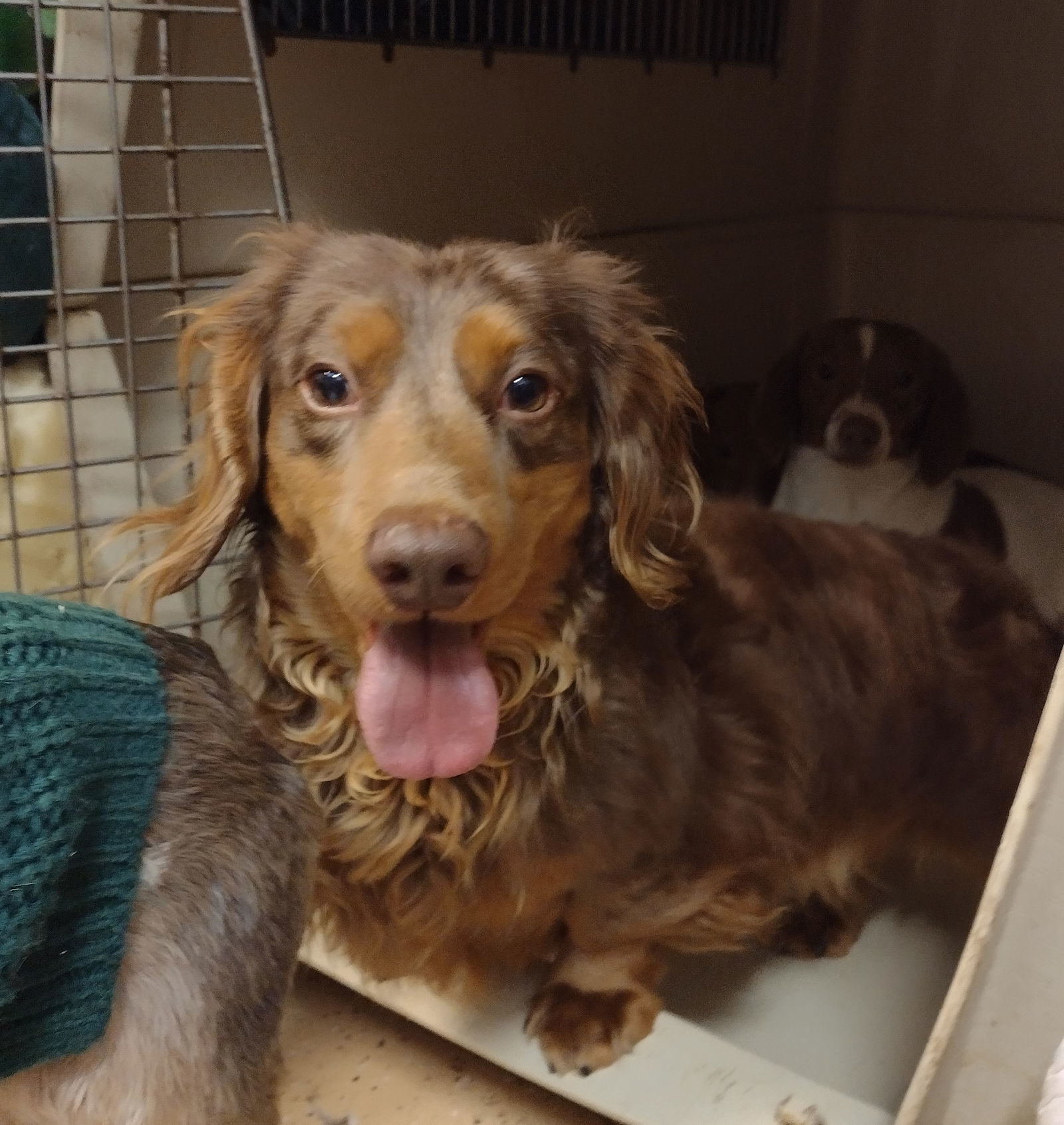 Joey, an adoptable Dachshund in Sioux Falls, SD, 57101 | Photo Image 2