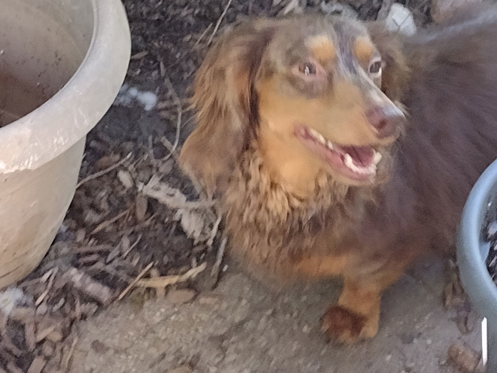 Joey, an adoptable Dachshund in Sioux Falls, SD, 57101 | Photo Image 3