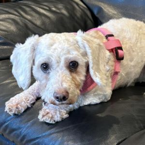 SophieAnn Grace is a 3 year old poodle mix that weighs approximately 13 pounds She was found as a s