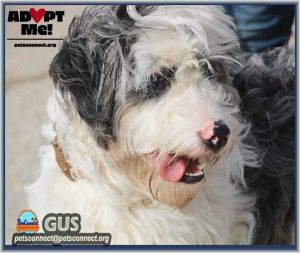 Petfinder old best sale english sheepdog