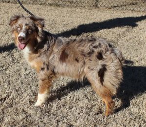 Mini australian shop shepherd petfinder