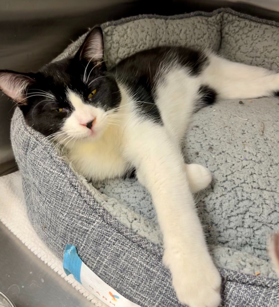 Binx, an adoptable Domestic Short Hair in Heber City, UT, 84032 | Photo Image 1